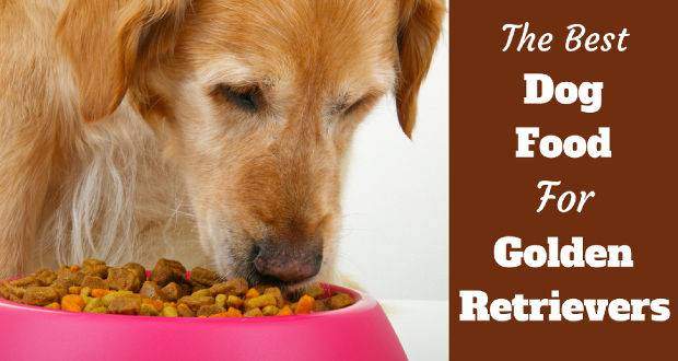 Supplies and Products for a Life With Golden Retrievers