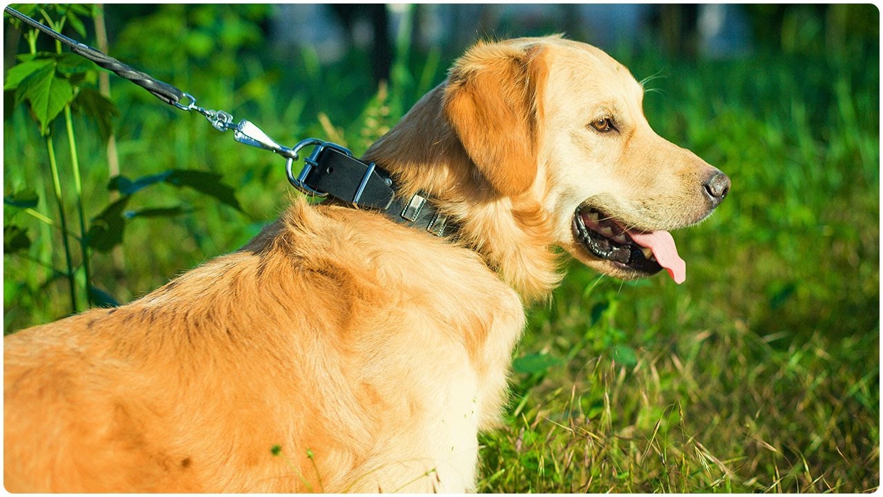Sweet Golden Retriever in Dog Collar with Plates