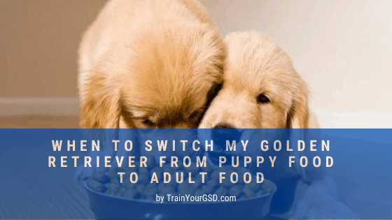 Switching Golden Retriever From Puppy Food To Adult Food ...