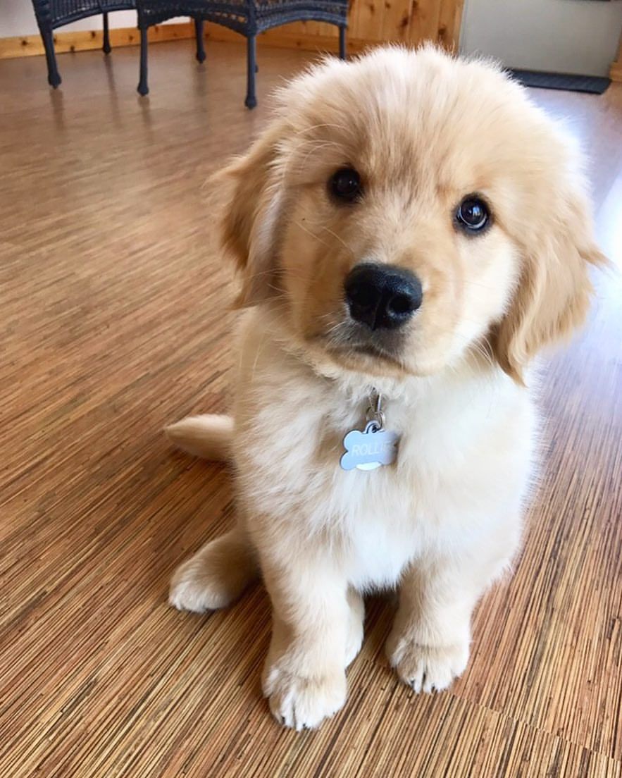 Teach Besides Me: How Much To Feed A Golden Retriever Puppy