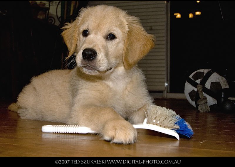 Tell Your English Cream Golden Retriever Puppy What You ...
