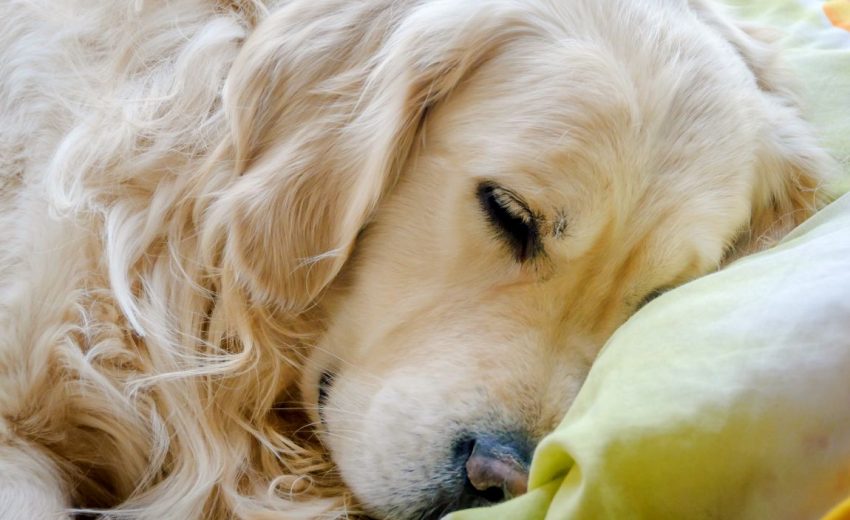 The 11 Best Dog Beds for Golden Retrievers: Spot