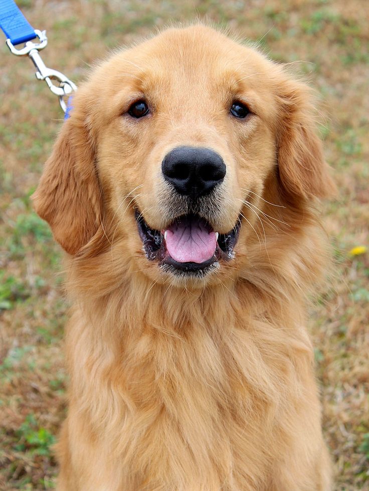 The 25+ best Golden retrievers for adoption ideas on ...