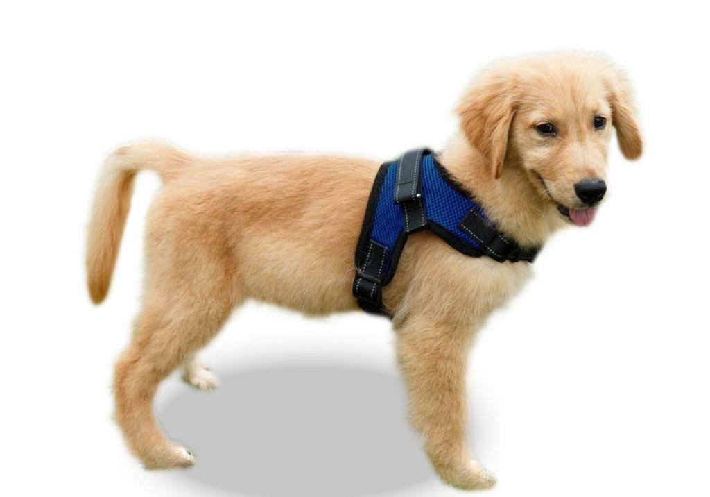 The 5 Best Harnesses for Golden Retrievers
