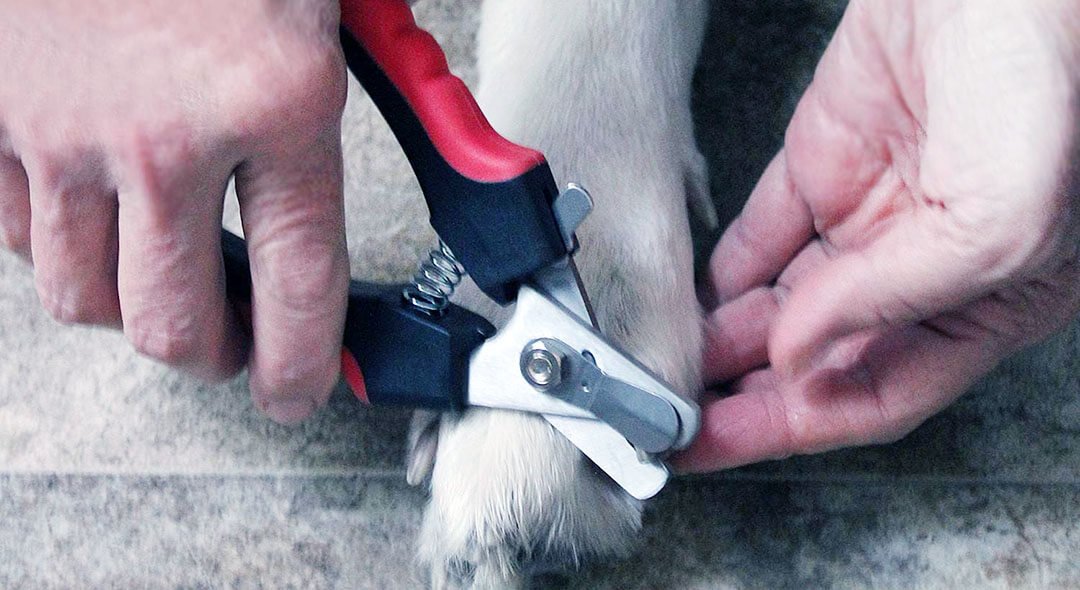 The 7 Best Dog Clippers for Golden Retriever 2021  Exqeo