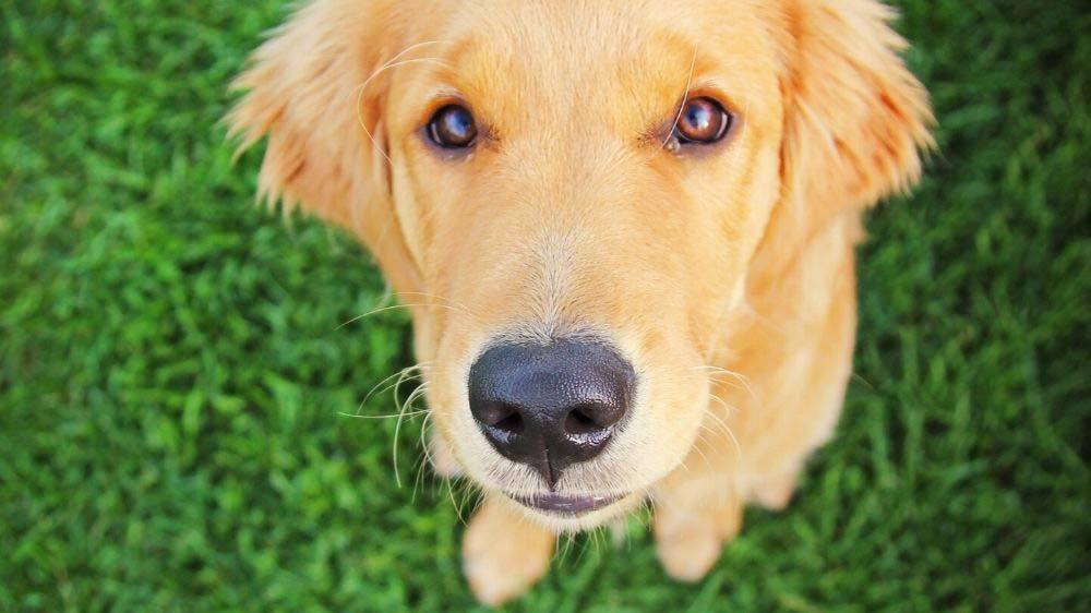 The Best Age To Spay or Neuter a Golden Retriever ...