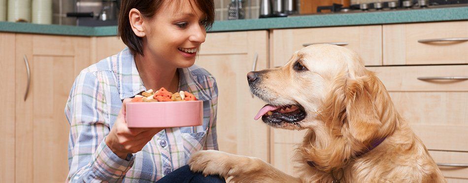 The Best Dog Food for Golden Retrievers (Review) in 2020 ...