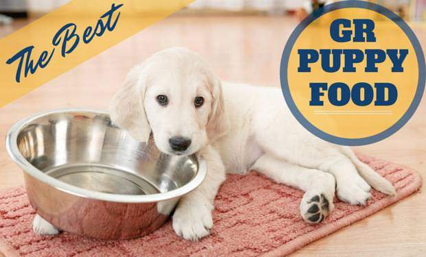 The Best Puppy Food For Golden Retrievers 2021