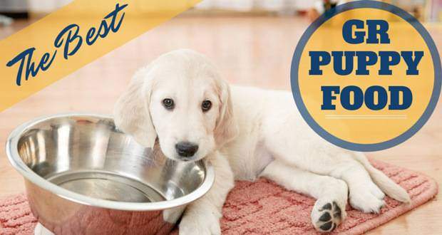 The Best Puppy Food For Golden Retrievers
