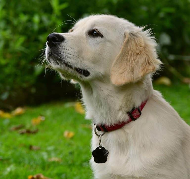 The Complete Guide To Raising A Golden Retriever Puppy  Golden Hearts