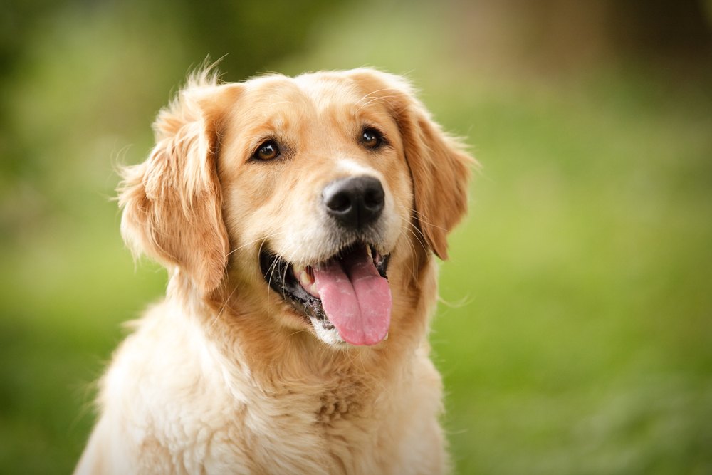 The Different Types of Golden Retrievers