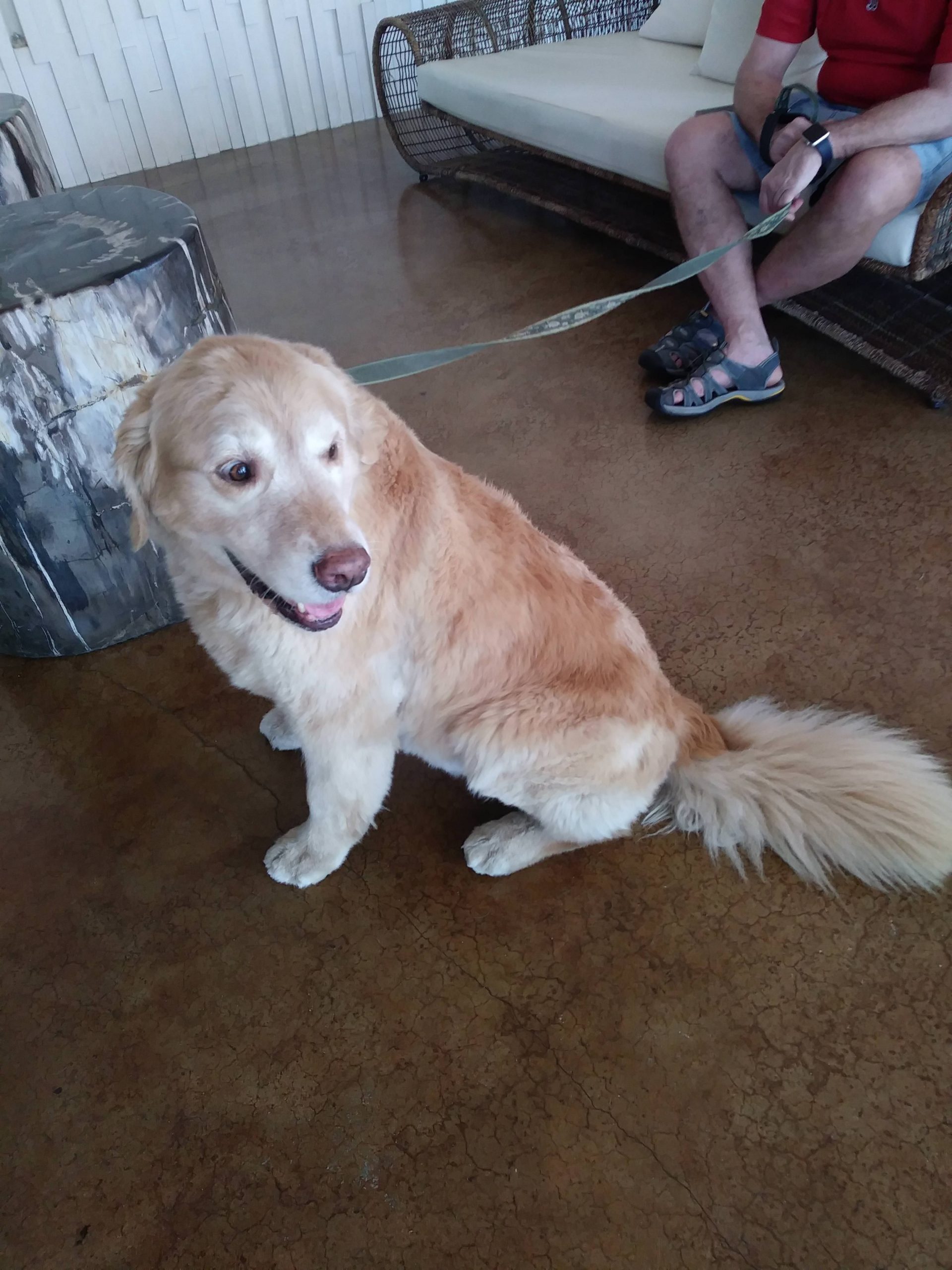 The fluffiest golden retriever I have ever seen!! And he ...