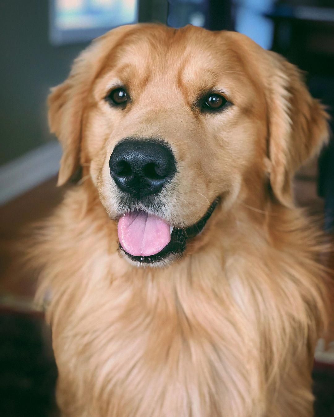 The Friendly Golden Retriever Personality # ...