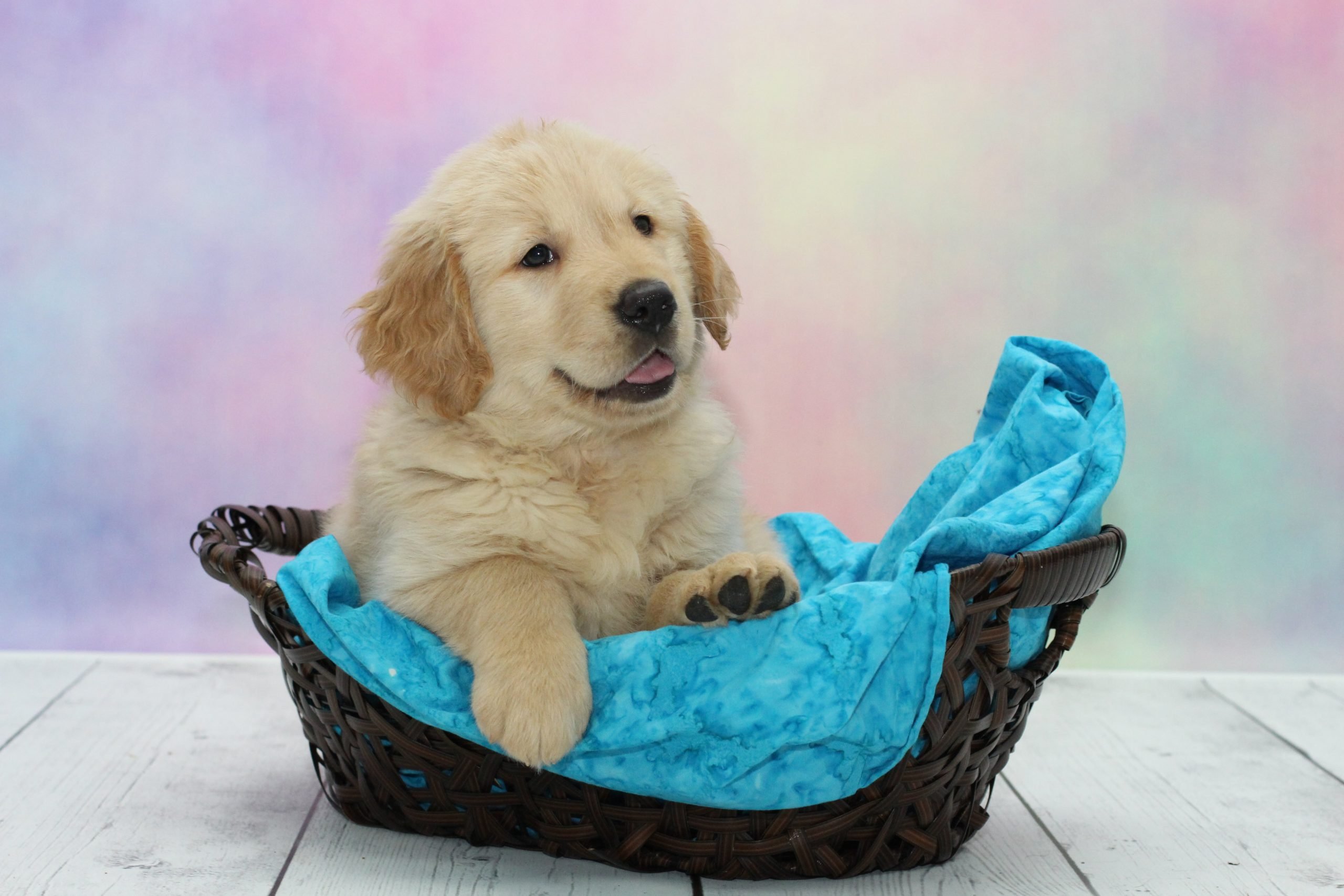 The Golden Retriever  Friendly Facts About Americas ...