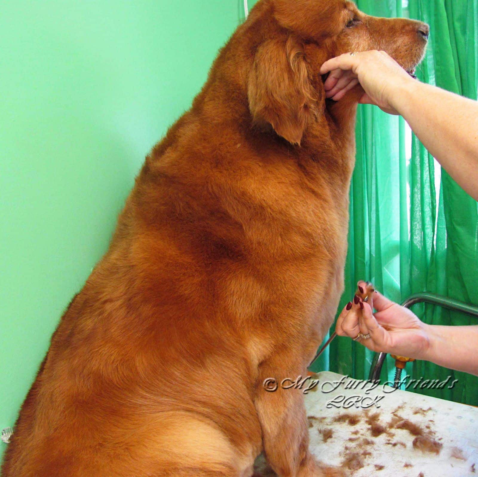 The Golden Retriever. If you are a groomer you have had these lovable ...