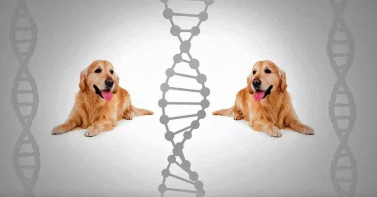 The Importance of DNA Testing  Regency Ranch Golden ...