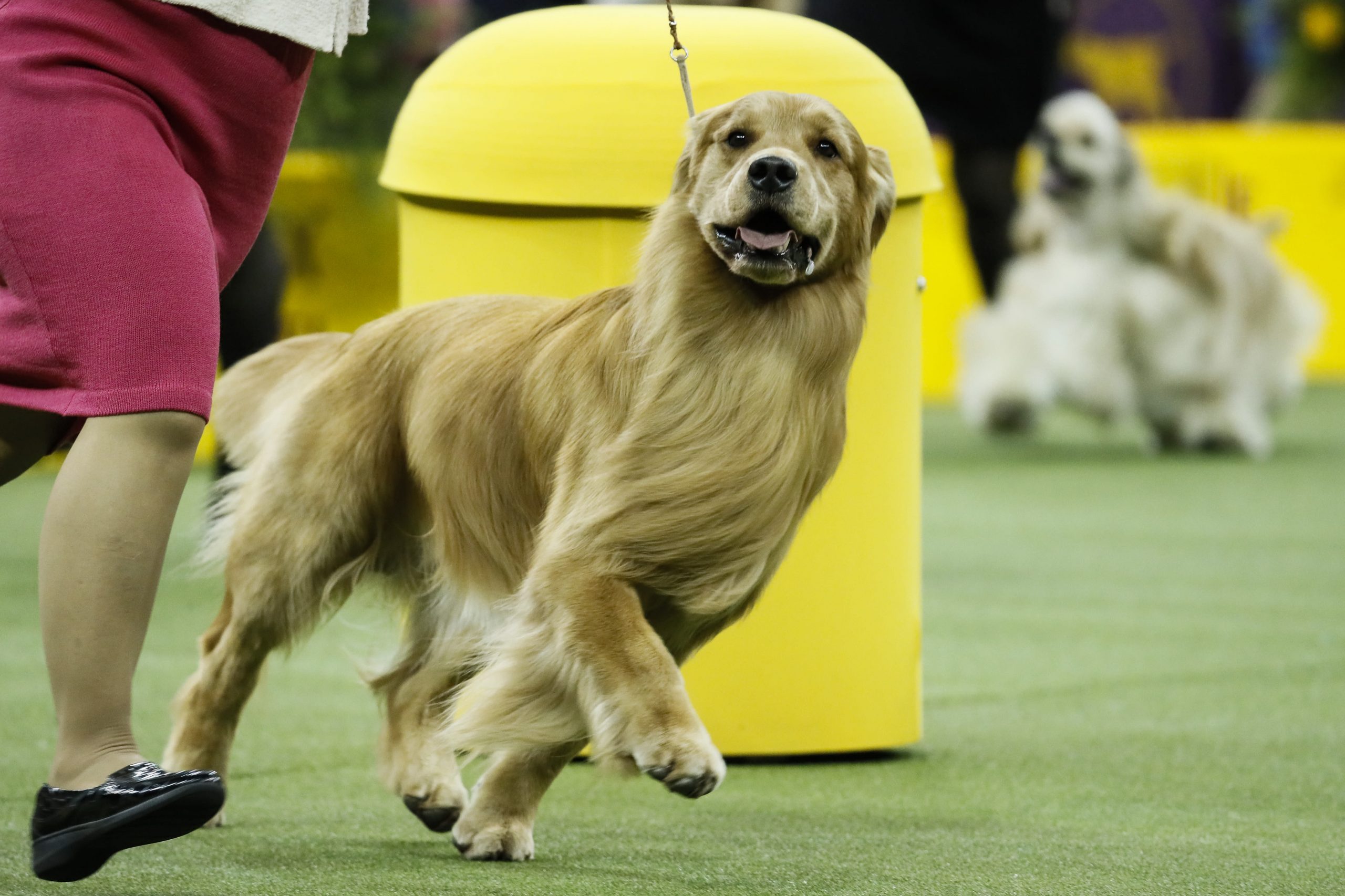 The Latest: A standard poodle wins Westminster best in show