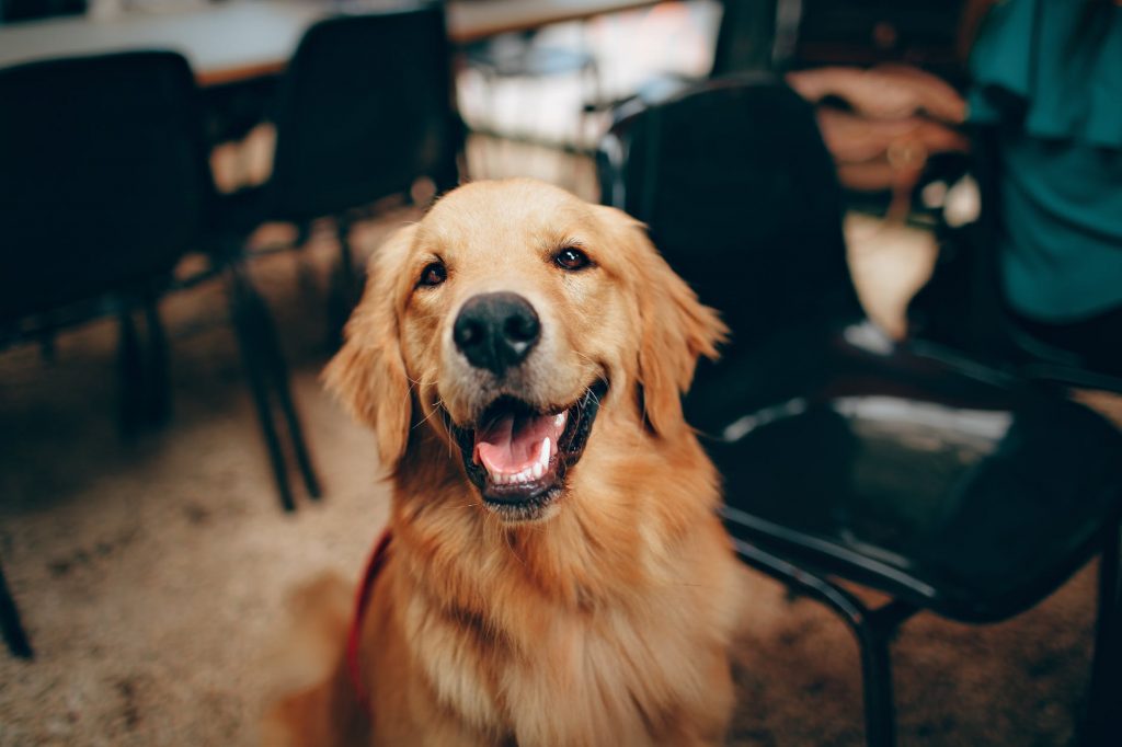 The Ultimate Guide on Emotional Support Dog Training [10 ...