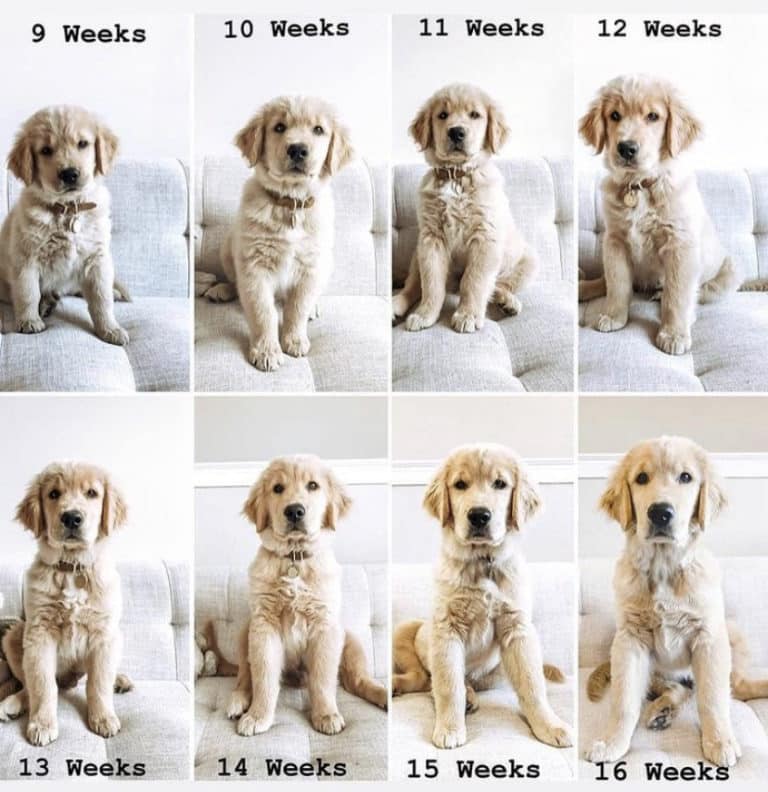 These Pictures Of Golden Retrievers Growing Up Way Too Fast Will Make ...