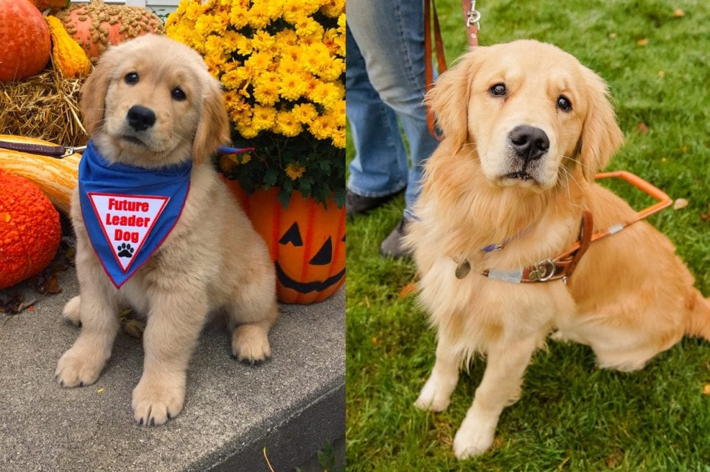 These Six Before And After Pictures Of Golden Retrievers ...