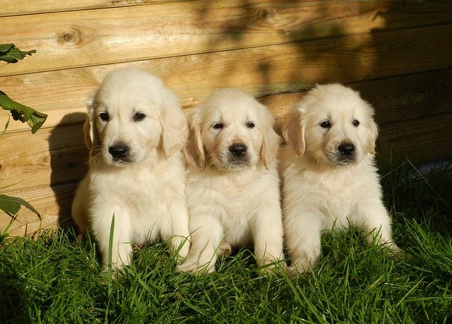 Things to Know About Golden Retriever Puppies 2020