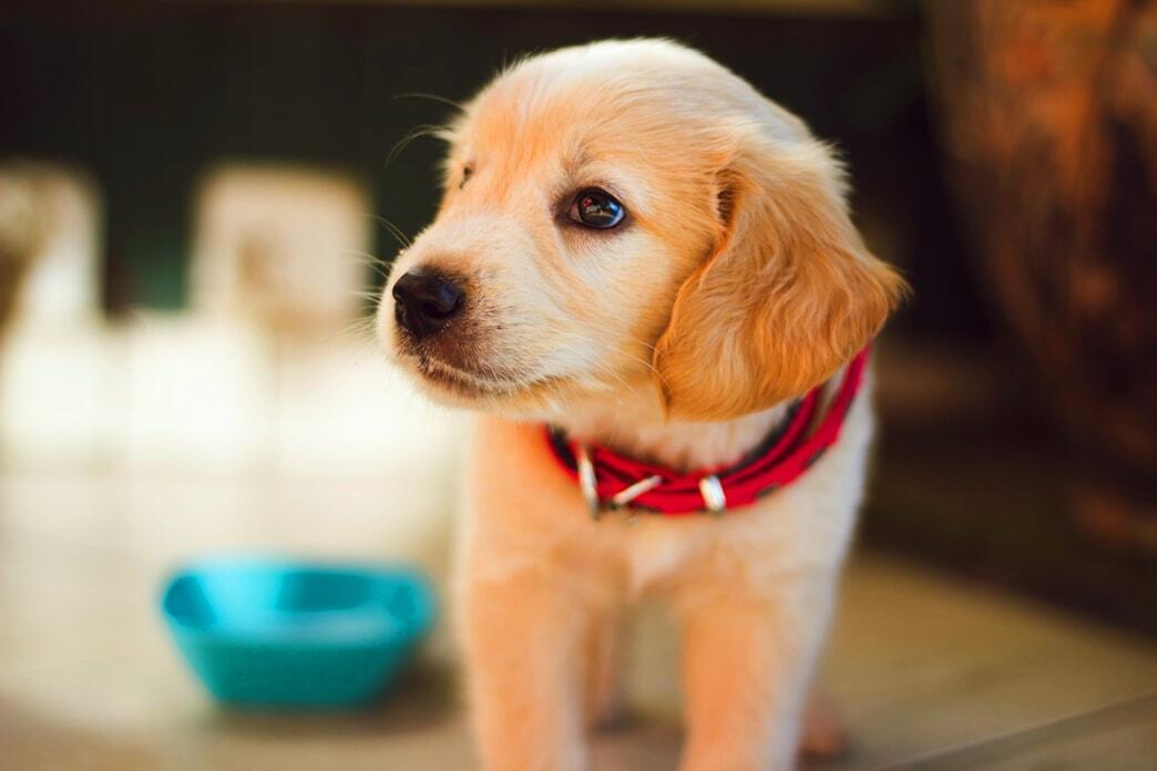Things You Should Know About Golden Retriever Cost