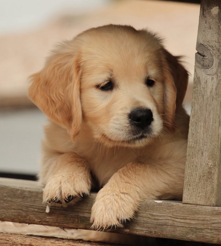 This Golden Puppy Needs Your Help!!