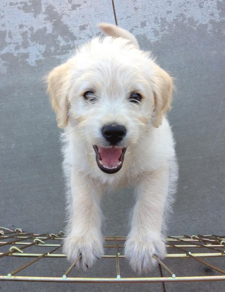 This is Buzz a 10 week old Golden mix. His foster is working on potty ...