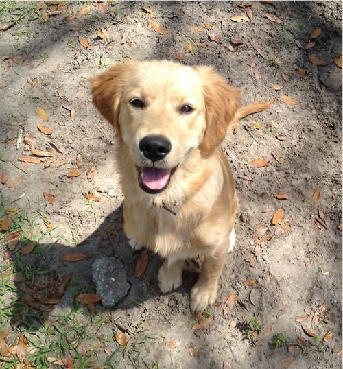 This is Sophie. She is a 4 month old golden...