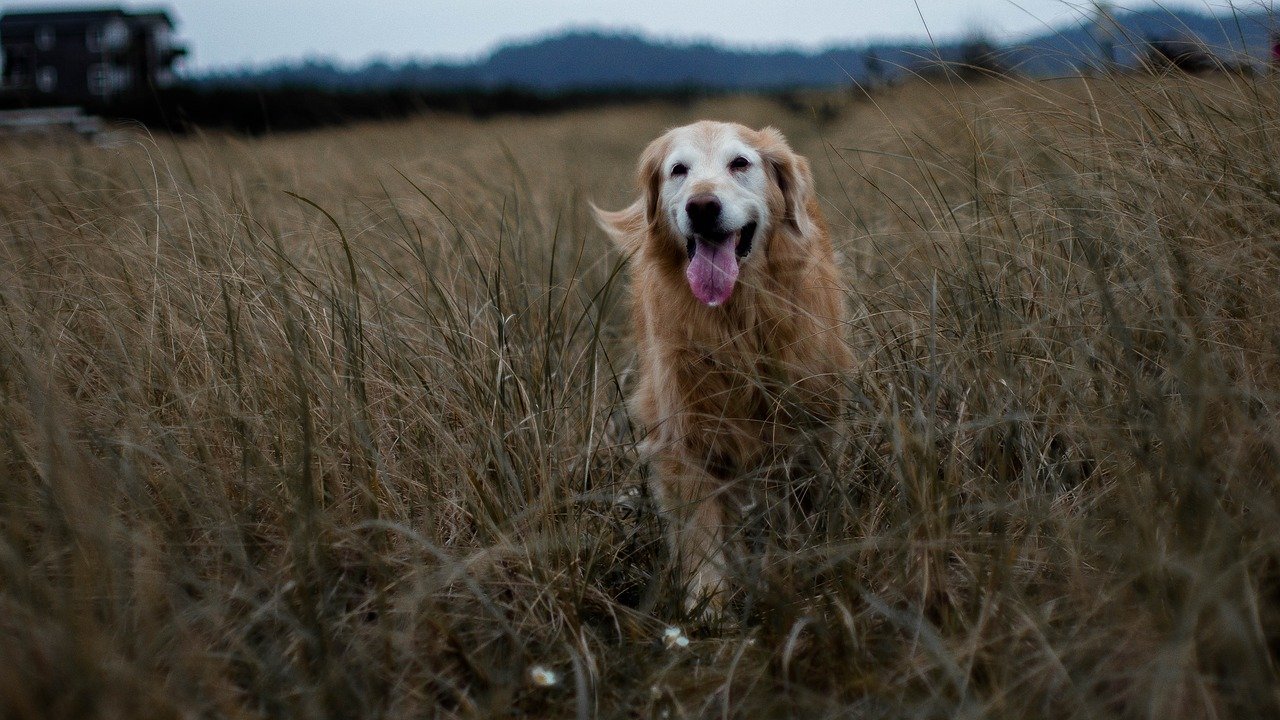 This Senior Golden Retriever Is On A Mission To Complete ...