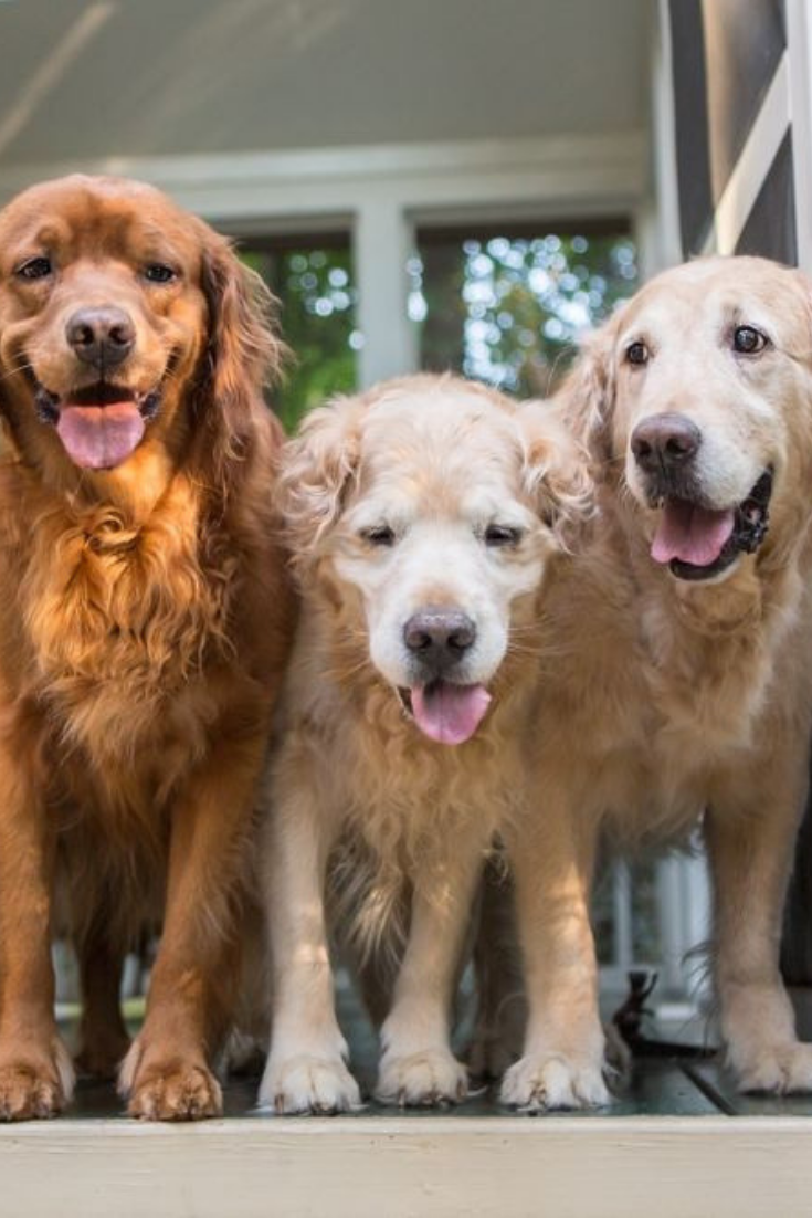 Three golden retriever dogs stand in the door on the porch ...