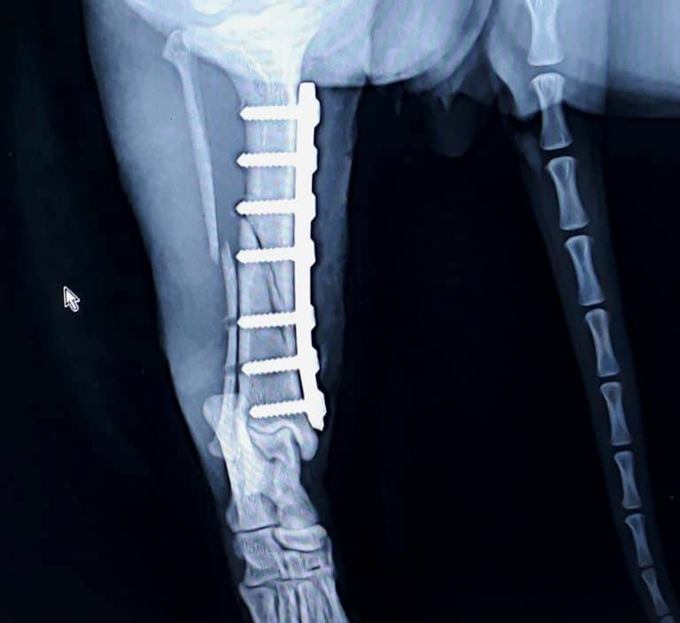 Tibial long oblique diaphyseal fracture â Vetrainorg