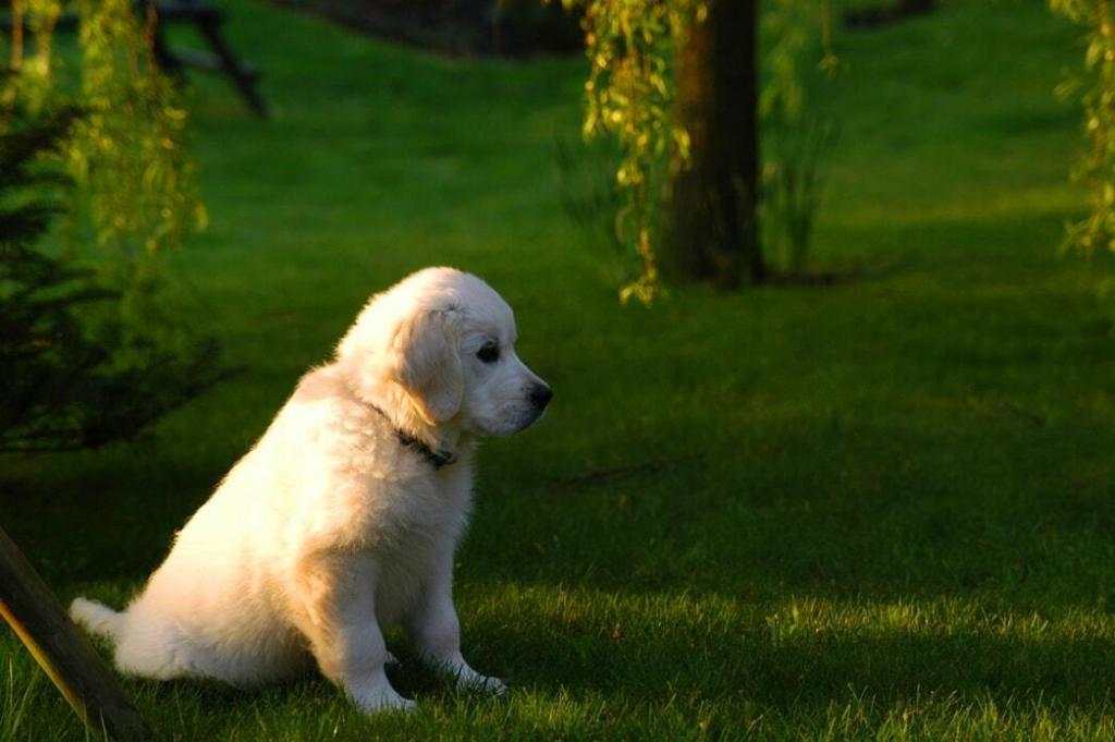Tips and Recommendations for How to Feed Your Golden Retriever Puppy ...