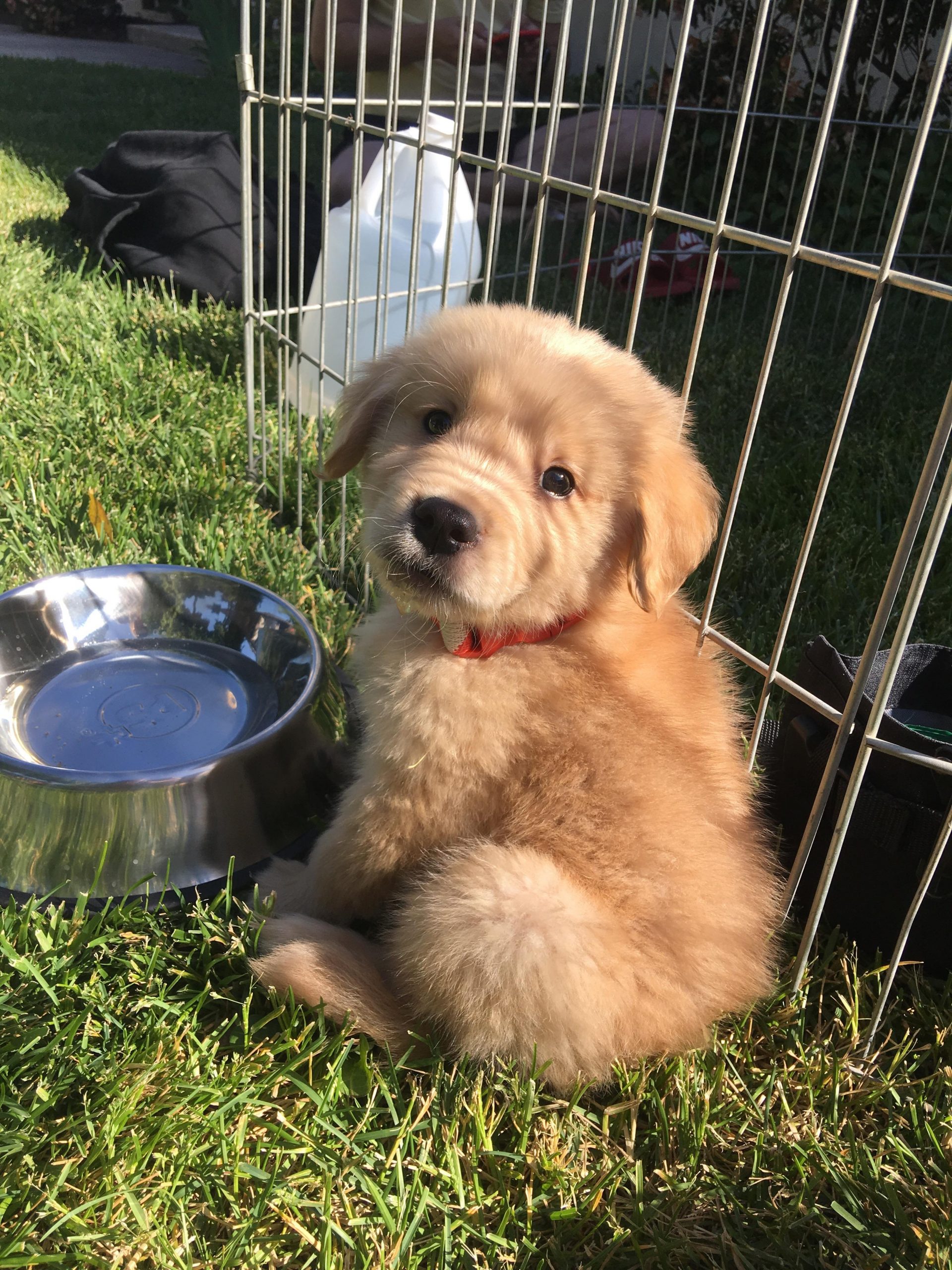 Today we brought home an 8 week old Golden Retriever! His ...