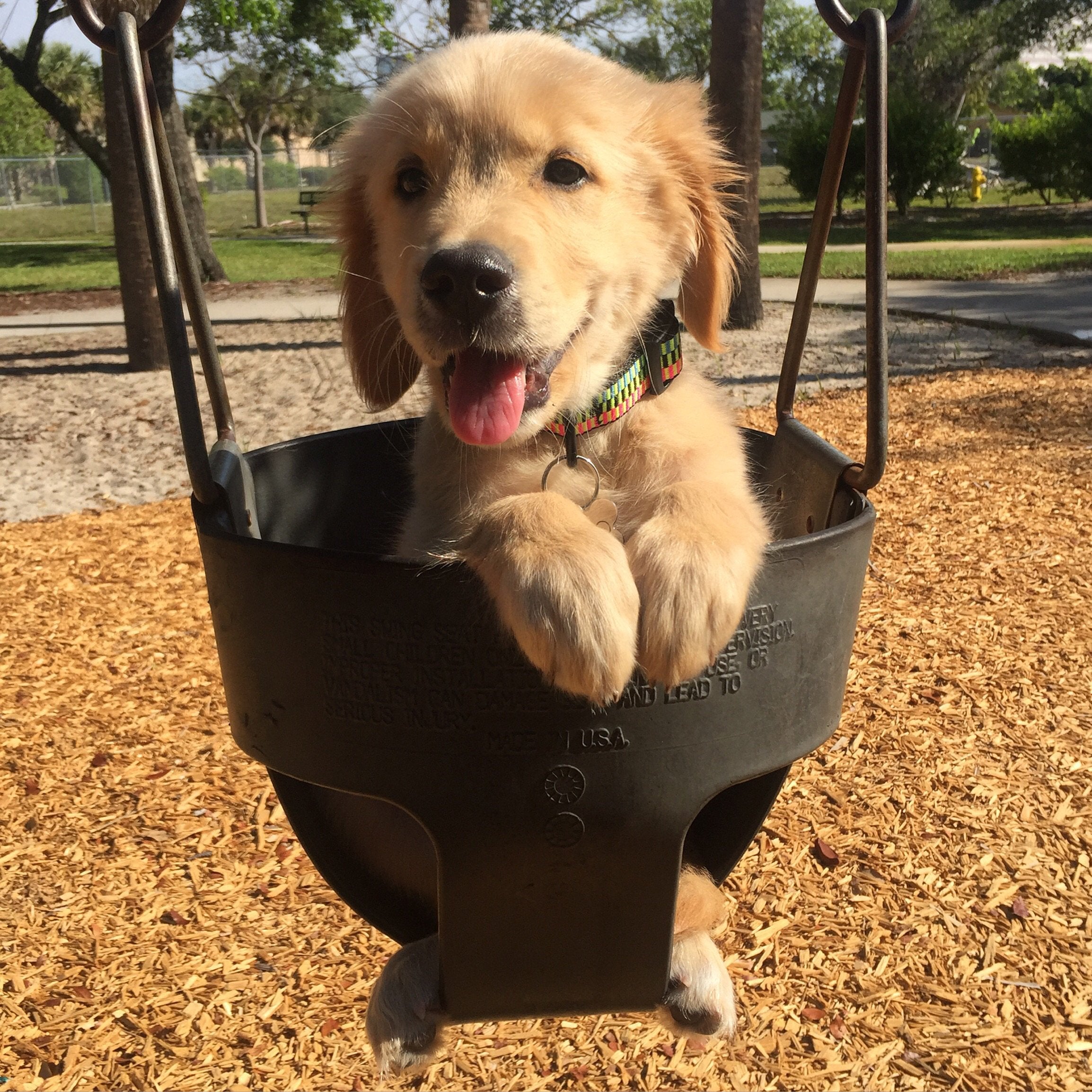 Took my Golden Retriever Puppy to the park : aww