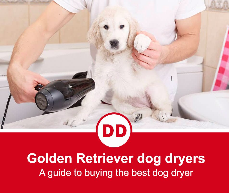 Top 10 Best Dog Dryers For Golden Retrievers (2021 Review)