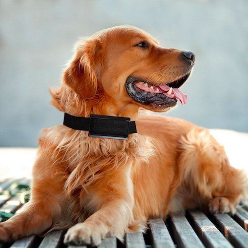 Top 10 Best Retractable Dog Leashes in 2020 Reviews