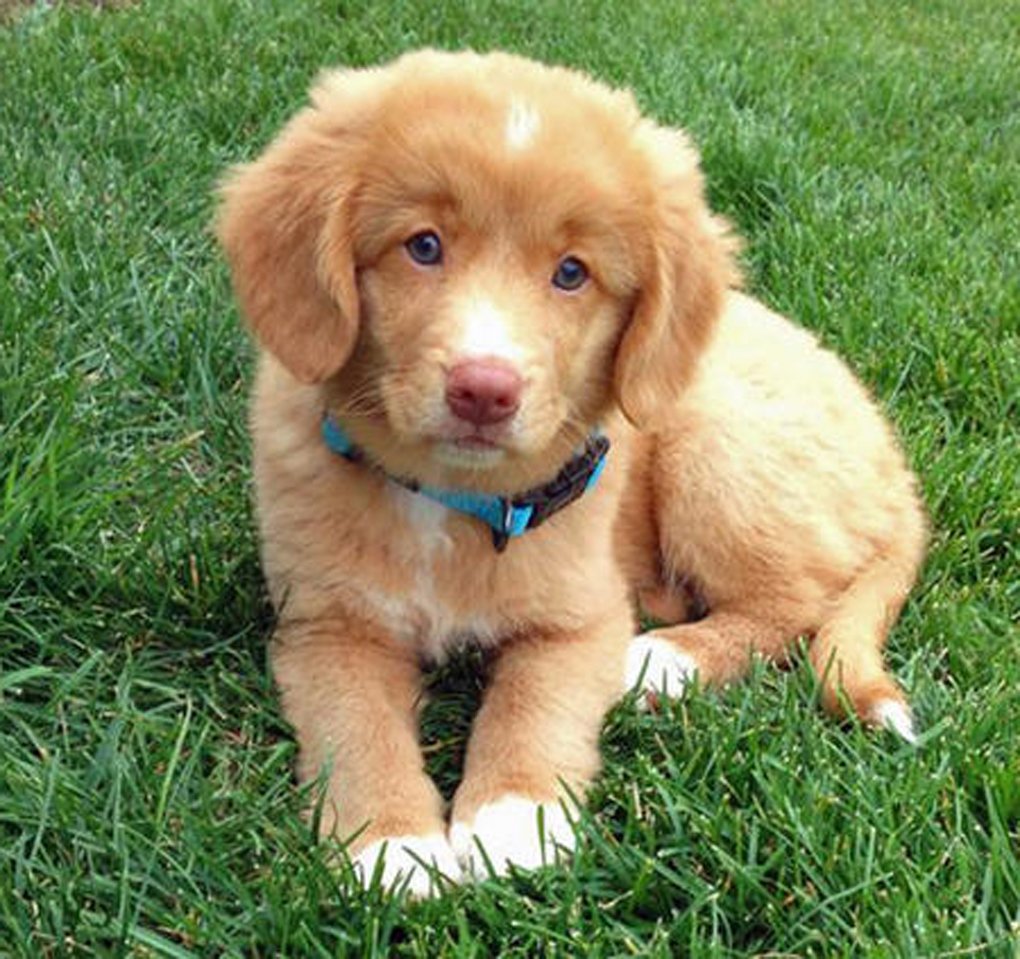 Top 10 Golden Retriever Puppies