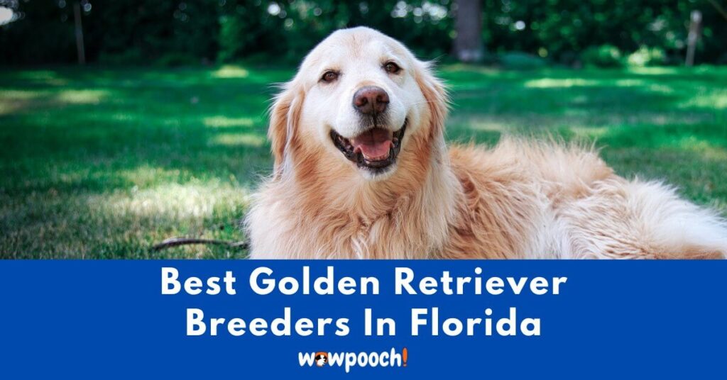Top 13 Best Golden Retriever Breeders In Florida (FL ...