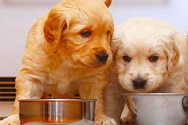 Top 32 Foods for Your Golden Retriever at All Ages