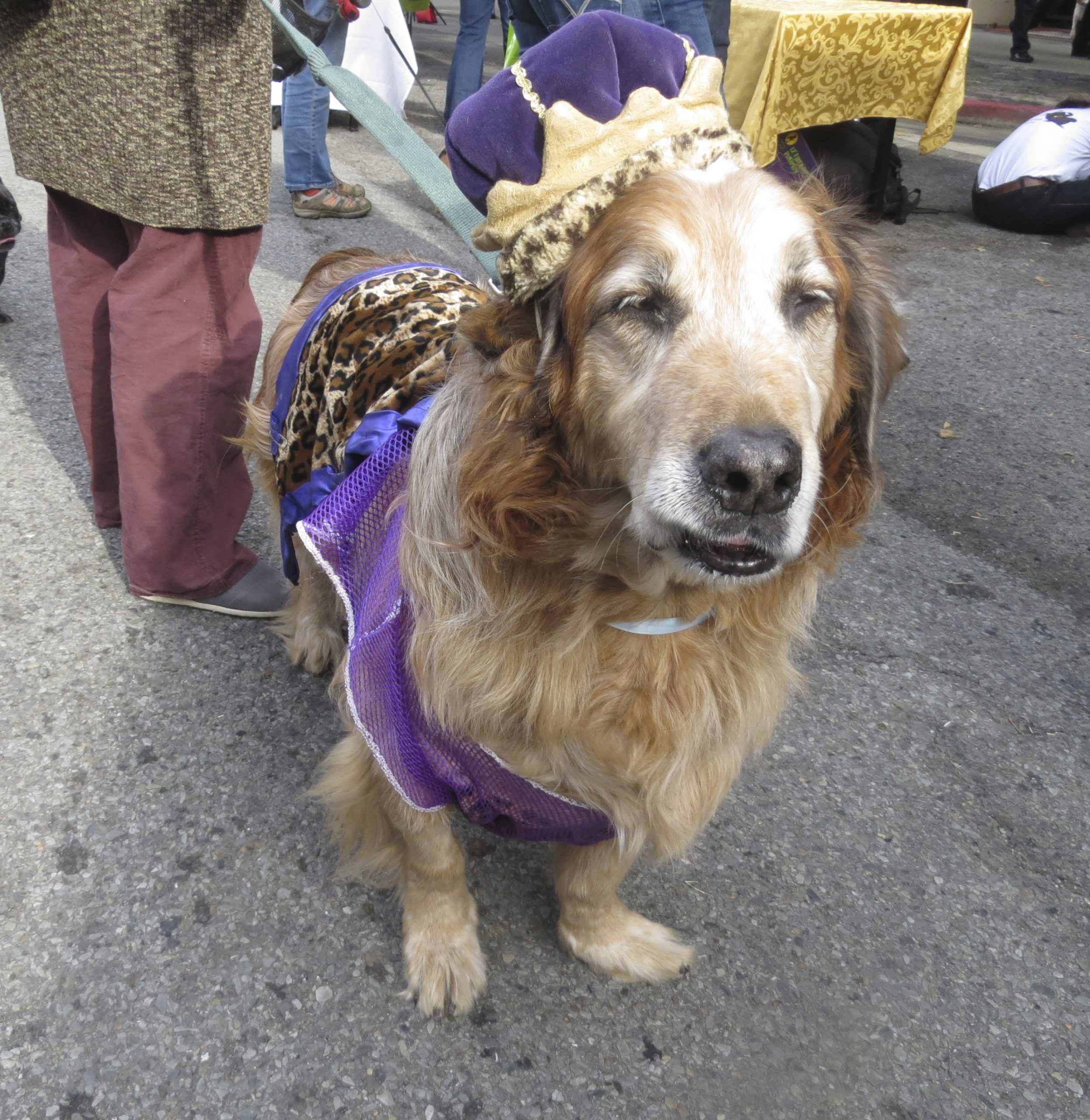 Top 5 Halloween Costumes For Golden Retrievers That Are ...