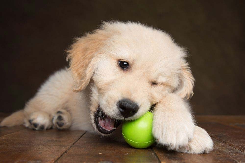Training a Golden Retriever Puppy to Stop Biting (9 Ways ...