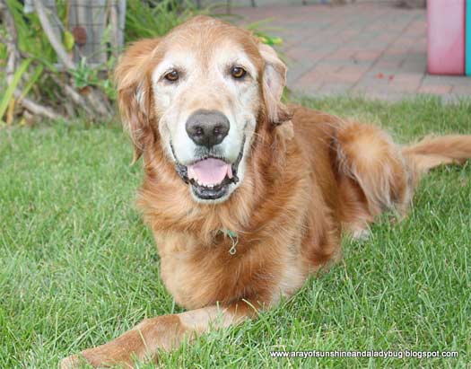 Tripawds » Three Legged Golden Retriever Bone Cancer Dog ...