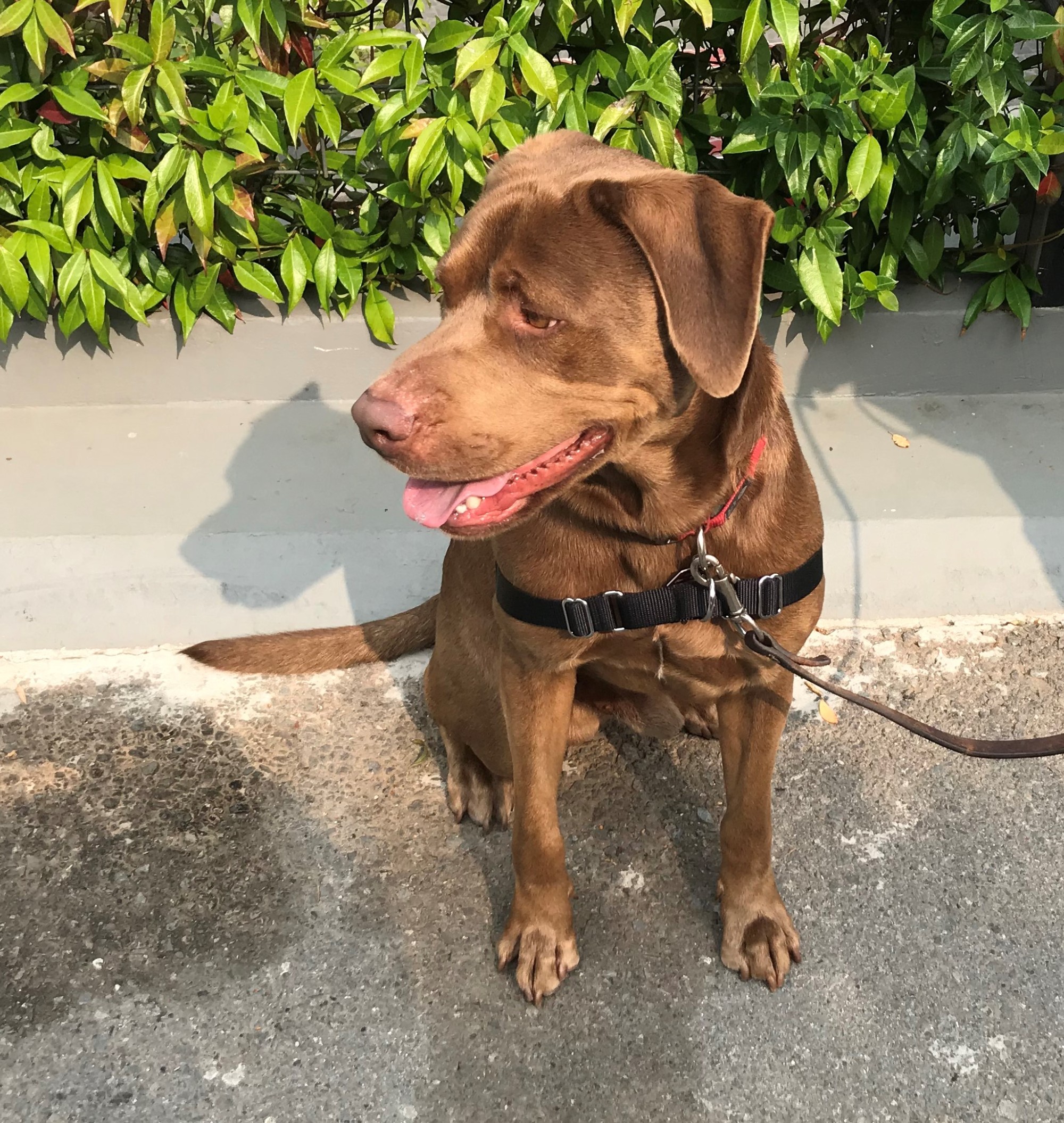Turbo is Available! (ADOPTED!)  Golden Gate Lab Rescue