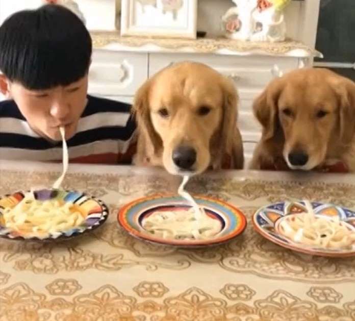 Two golden retrievers take part in a noodle