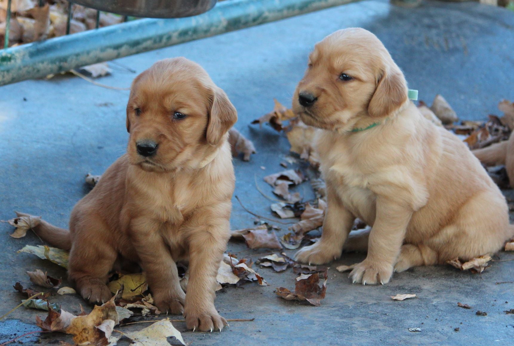 Two lovely Golden retriever puppies for sale enjoying New ...