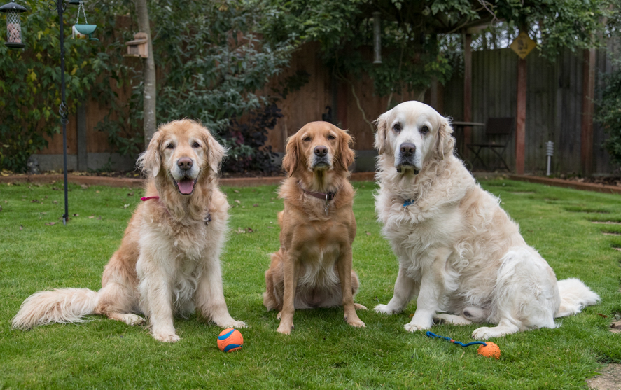 Types of Golden Retrievers You Need to Know