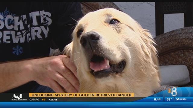 Unlocking the mystery of golden retriever cancer