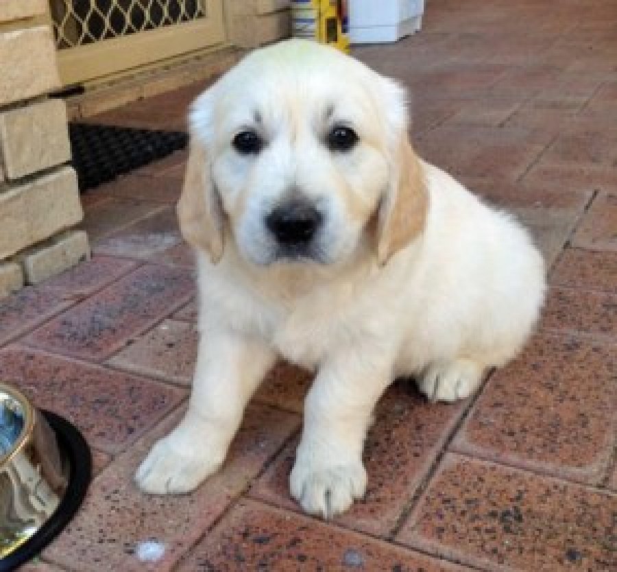 Very Affectionate female golden retriever puppy for adoption Offer Malta