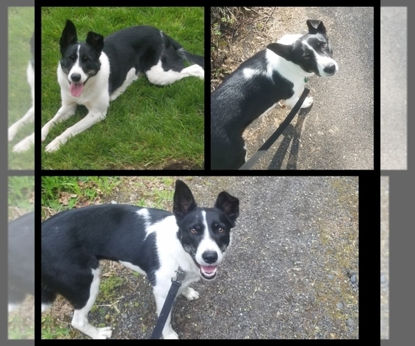View Ad: Border Collie